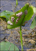 Pomacea paludosa (Say, 1829) Florida Applesnail Eggs In situ