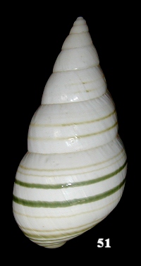 Liguus fasciatus capensis Simpson, 1920