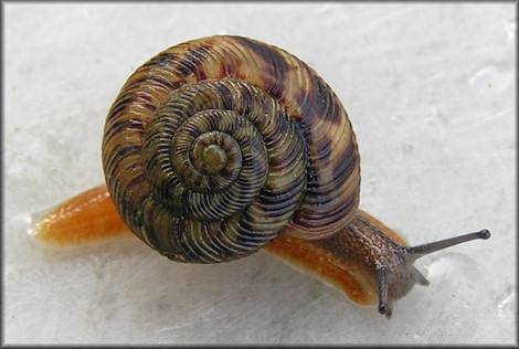 Anguispira mordax (Shuttleworth, 1852) Appalachian Tigersnail