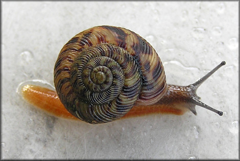 Anguispira mordax (Shuttleworth, 1852) Appalachian Tigersnail