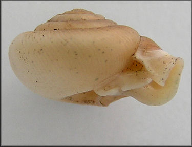 Daedalochila uvulifera striata (Pilsbry, 1940) Topotype