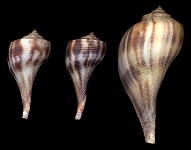 Fulguropsis spirata (Lamarck, 1816) Pear Whelk