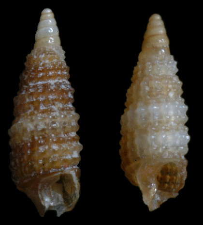 Cerithiopsis parvada Roln, Espinosa, and Fernndez-Garcs, 2007