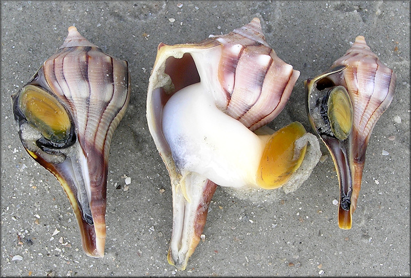 Busycon perversum (Linnaeus, 1758) Lightning Whelk Light Colored Animal