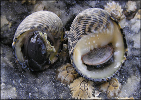 Nerita fulgurans Gmelin, 1791 Antillean Nerite