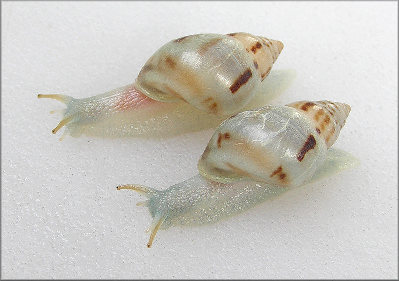 Drymaeus dormani (W. G. Binney, 1857) Manatee Treesnail