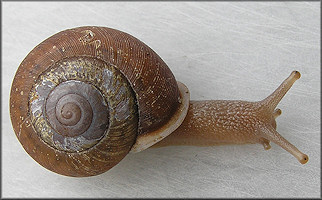 Neohelix solemi Emberton, 1988 Coastal Whitelip