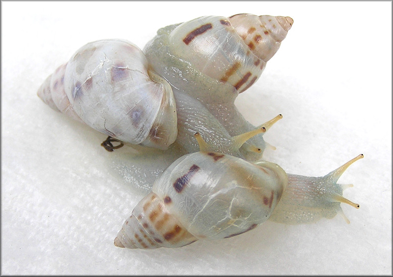 Drymaeus dormani (W. G. Binney, 1857) Manatee Treesnail