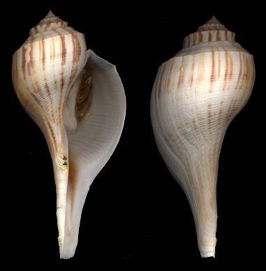 Fulguropsis plagosa (Conrad, 1863) Shouldered Pear Whelk