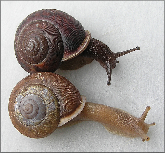 Neohelix solemi Emberton, 1988 Coastal Whitelip