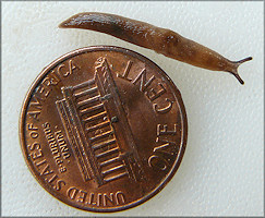 Deroceras laeve (Mller, 1774) Meadow Slug