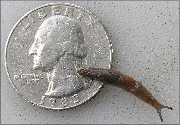 Deroceras laeve (Mller, 1774) Meadow Slug