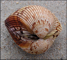 Dinocardium robustum (John Lightfoot, 1786) Atlantic Giant Cockle