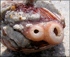 Dinocardium robustum (John Lightfoot, 1786) Atlantic Giant Cockle