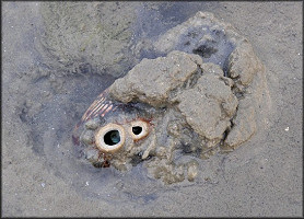 Dinocardium robustum (John Lightfoot, 1786) Atlantic Giant Cockle