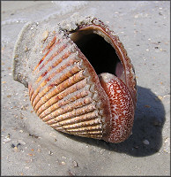 Dinocardium robustum (John Lightfoot, 1786) Atlantic Giant Cockle