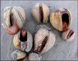 Dinocardium robustum (John Lightfoot, 1786) Atlantic Giant Cockle