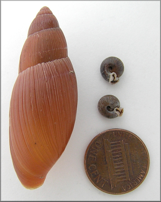 Euglandina rosea (Frussac, 1821) Predation On Daedalochila subclausa (Pilsbry, 1899)