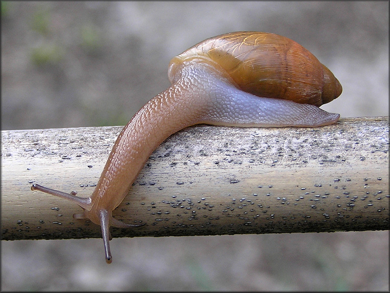 Euglandina rosea (Frussac, 1821) Rosy Wolfsnail