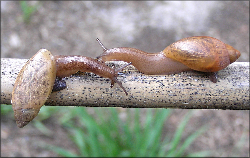 Euglandina rosea (Frussac, 1821) Rosy Wolfsnail