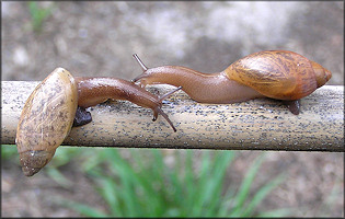 Euglandina rosea (Frussac, 1821) Rosy Wolfsnail