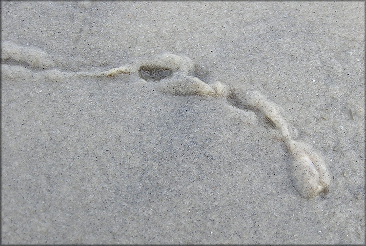 Olivella sp aff. prefloralia Olsson and Harbison, 1953 In Situ