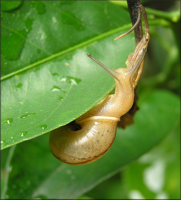 Bradybaena similaris (Frussac, 1821)