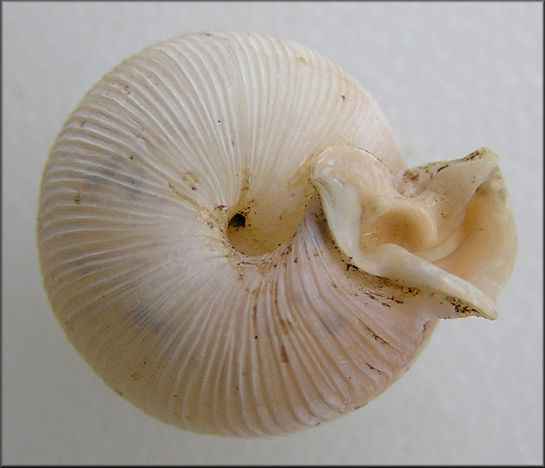 Large Daedalochila uvulifera (Shuttleworth, 1852) From St. Johns Bluff Road (5/29/2010)