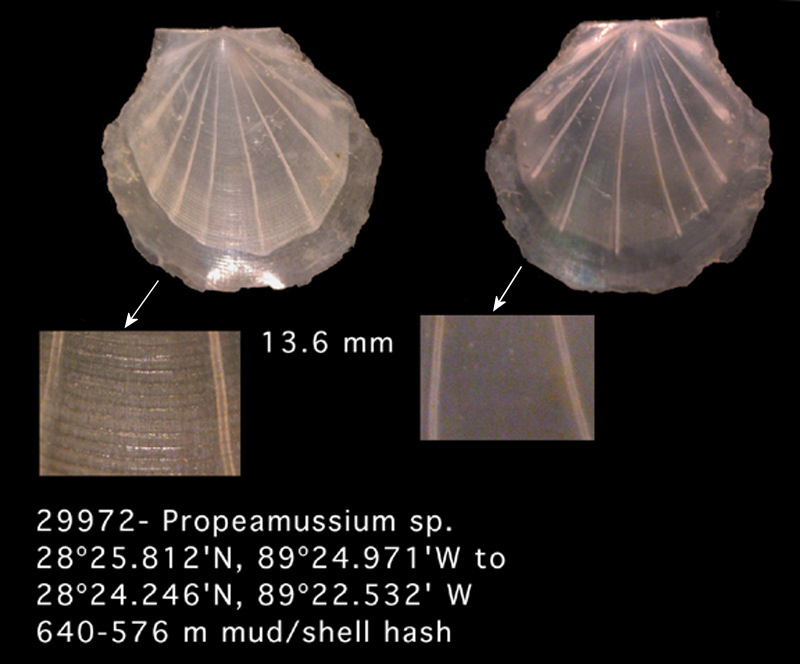 Propeamussium sp.