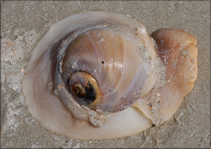 Neverita duplicata (Say, 1822) Shark Eye Large Specimen