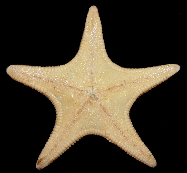 Gephyreaster swifti (Fisher, 1905) Swift's Star