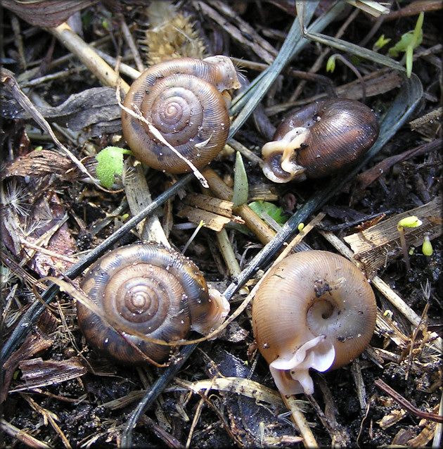 Four Live Daedalochila auriculata (Say, 1818) Planted On 1/9/20111