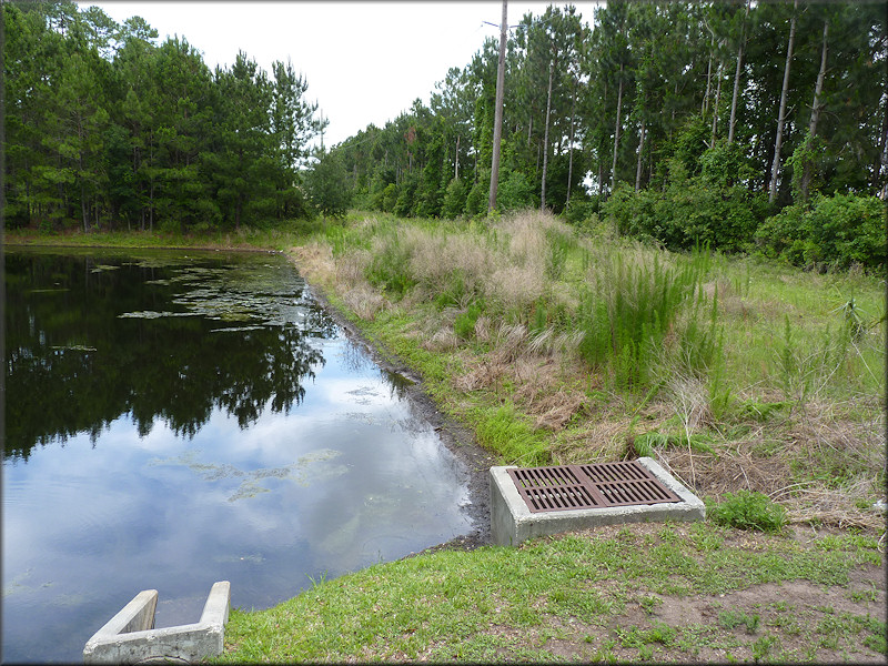     Retention pond where the live Daedalochila were found. The view is looking east towards St. Johns Bluff Road. The Shrine Center is to the right behind the tree line.