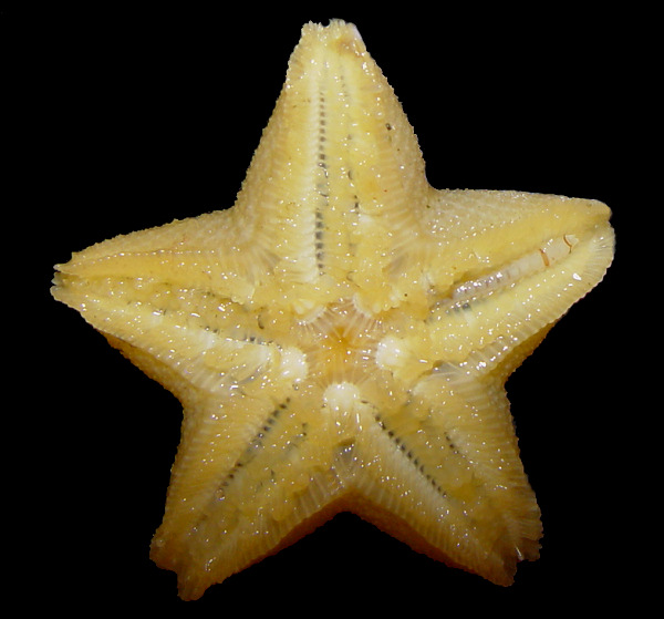 Pteraster cf. gracilis (A. Clark, 1901)