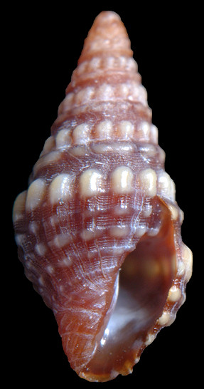 Pilsbryspira zebroides (Weinkauff, 1876) Juvenile