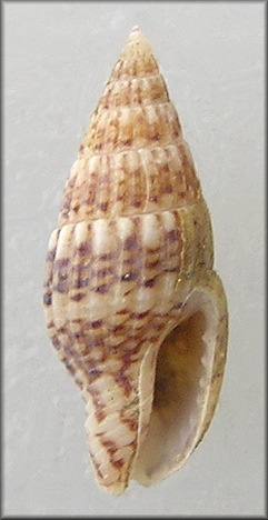 Costoanachis species