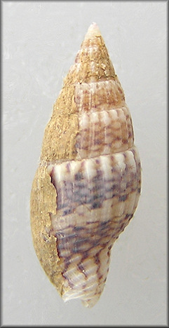 Costoanachis species