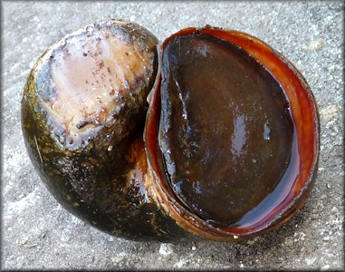 Pomacea canaliculata (Lamarck, 1822)