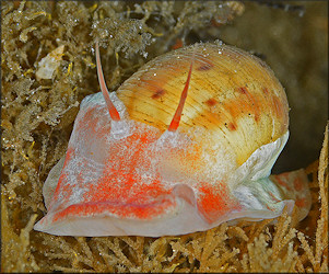 Natica tedbayeri Rehder, 1986 "Florida Moonsnail"