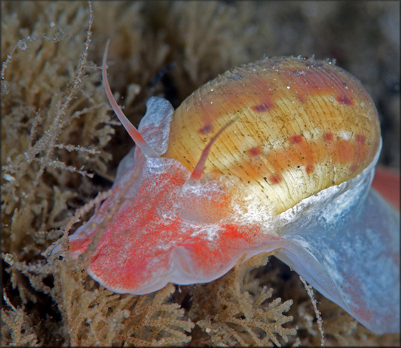 Natica tedbayeri Rehder, 1986 "Florida Moonsnail"