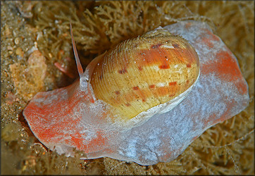 Natica tedbayeri Rehder, 1986 "Florida Moonsnail"