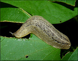 Leidyula floridana (Leidy, 1851) Florida Leatherleaf