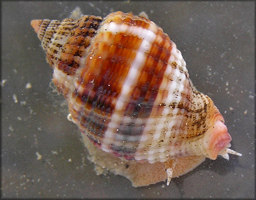 Cancellaria reticulata (Linnaeus, 1767) Living Specimen