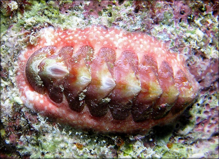 Tonicia schrammi  (Shuttleworth, 1856) Gold-flecked Chiton