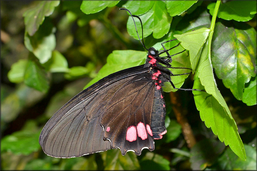 Parides arcus Pink Heart