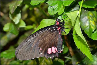 Parides arcus Pink Heart