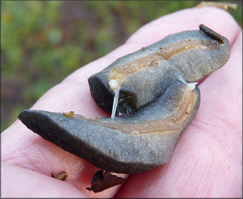 Belocaulus angustipes (Heynemann, 1885) Black-velvet Leatherleaf Mating