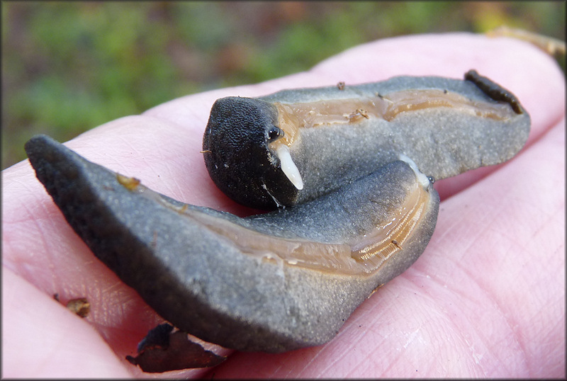 Belocaulus angustipes (Heynemann, 1885) Black-velvet Leatherleaf Mating