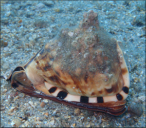 Cassis tuberosa (Linnaeus, 1758) Caribbean Helmet