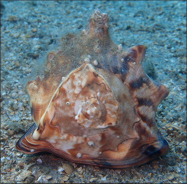 Cassis tuberosa (Linnaeus, 1758) Caribbean Helmet